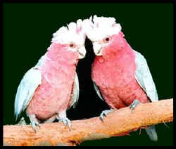 Two galahs, pink birds with grey wings, gaze at the camera. They look pretty mellow.